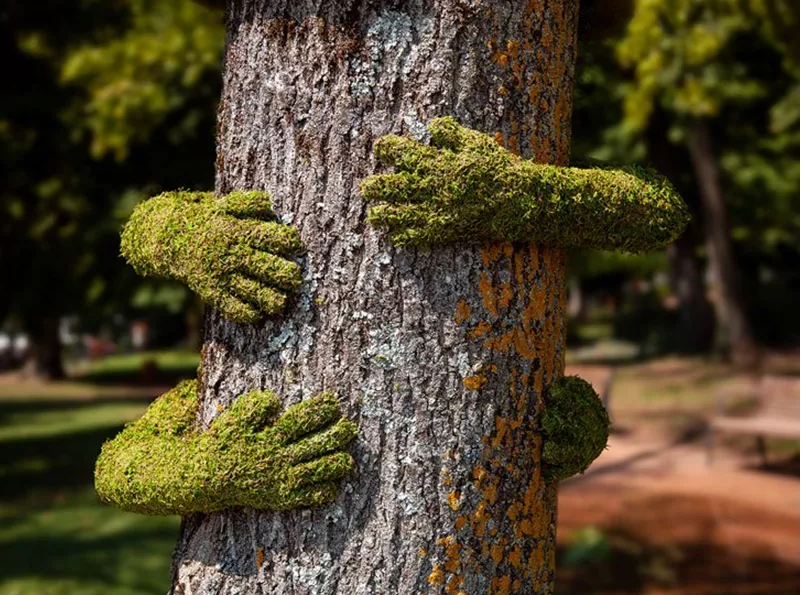 Tree Hugging