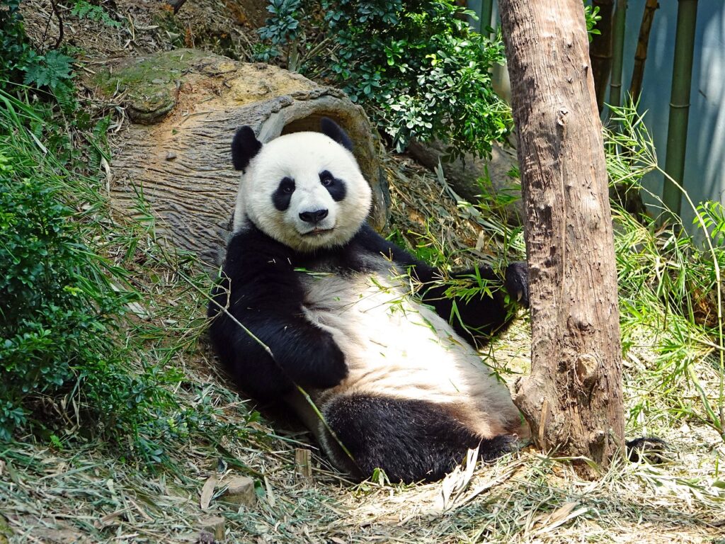 Resting Panda